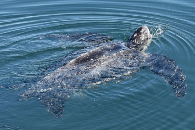 leatherback swimming