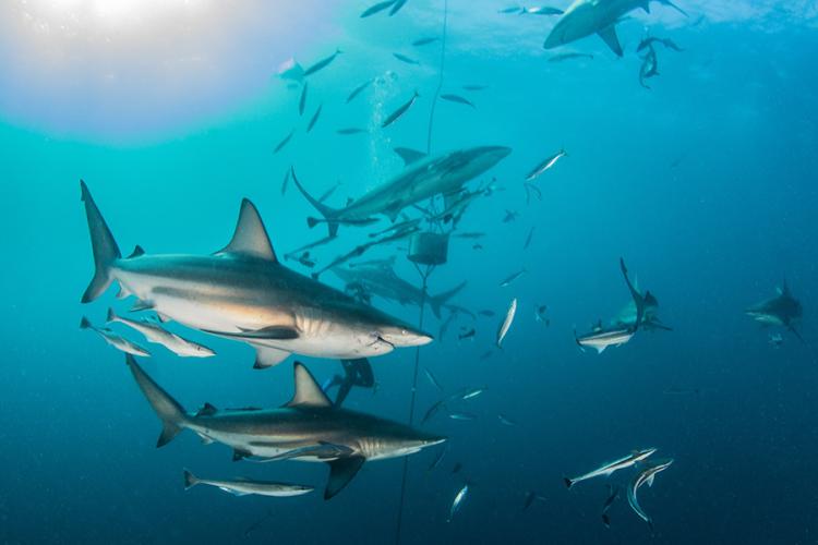 School of Atlantic blacktip shark and several other fish swimming underwater.