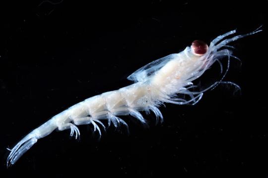 Pale krill against a black background.