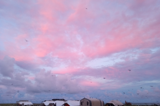 Pink and purple sunrise clouds over several field camps tents with many birds in the air.