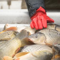 1280x800-fish-gloves.jpg 1280x800-fish-gloves.jpg
