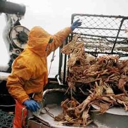 Bering Sea crab fisherman, Chris Flip.