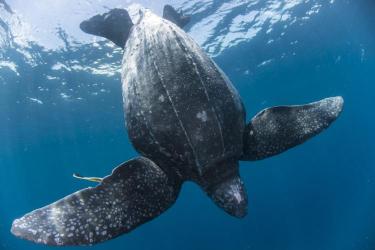 Leatherbacks are the largest sea turtles in the world, but many populations are rapidly declining around the world because of threats from bycatch, hunting, and habitat degradation. Credit: Jason Isley/Scubazoo (Photo taken under permit)
