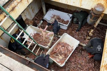 NOAA Fisheries Office of Law Enforcement special agent and Washington State Department of Fish and Wildlife Police officers seize Tanner crab on Corey Potters' crab catcher vessel F/V Arctic Dawn.