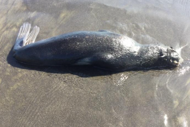 Dead Northern fur seal on St. Paul Island, Alaska. Credit: Paul Melovidov, Ecosystem Conservation Office Aleut Community of St. Paul Island (used with permission).