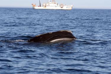 dam-migration-miss/md_1f5FWBAO10c3.jpg White commercial vessel in the background with black whale surfacing in the foreground of the waters.