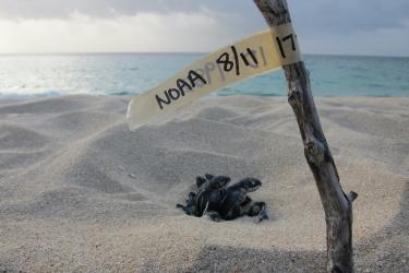 1280x853-LeatherbackNest-SWFSC-MMTD-NOAA.jpg 1280x853-LeatherbackNest-SWFSC-MMTD-NOAA.jpg