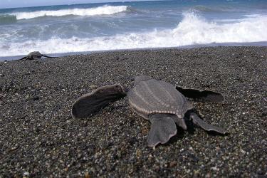 750x500-7LeatherbackhatchlingcrawlingSBenson.jpg 750x500-7LeatherbackhatchlingcrawlingSBenson.jpg