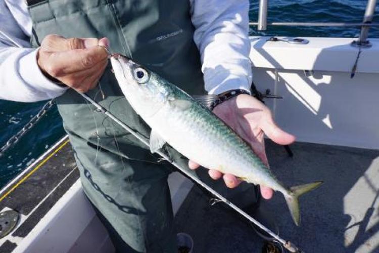 Close-up of a recreational angler holding an Atlantic chub mackerel. Credit Jim Hutchinson, Jr.