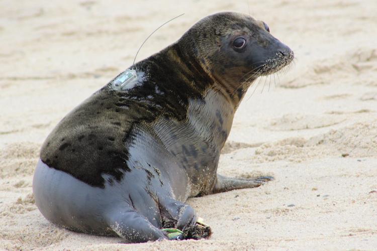 Tagged gray seal sits on sad and looks slightly back at something off camera.