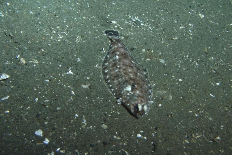 Dover Sole - Rick Starr.jpg Dover Sole - Rick Starr.jpg