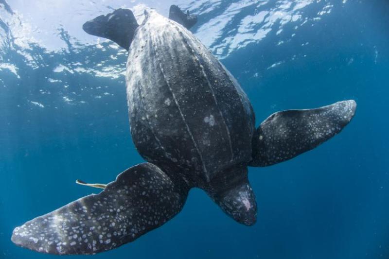 Leatherbacks are the largest sea turtles in the world, but many populations are rapidly declining around the world because of threats from bycatch, hunting, and habitat degradation. Credit: Jason Isley/Scubazoo (Photo taken under permit)