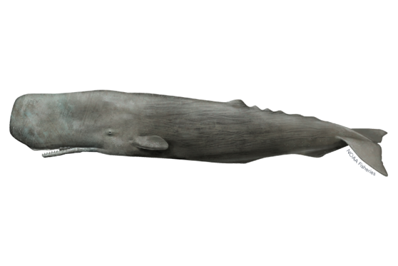 Side-profile illustration of a gray sperm whale with a extremely large head, narrow lower jaw, and small dorsal fins.