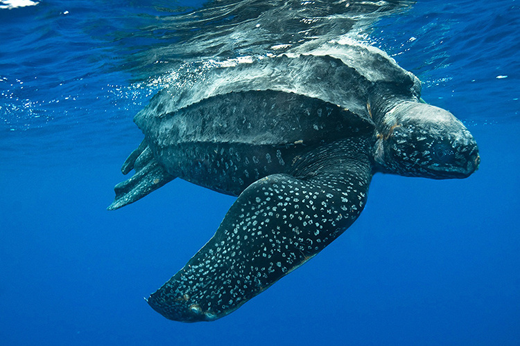 Leatherback sea turtle swimming at ocean surface.